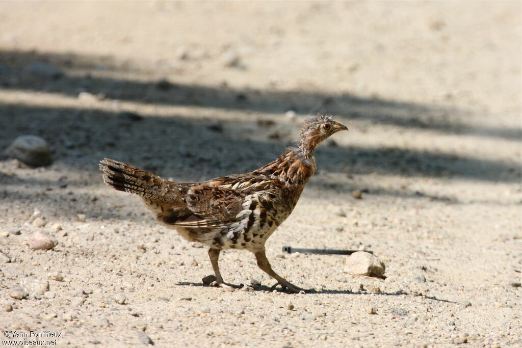 Ruffed Grouse