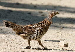 Ruffed Grouse