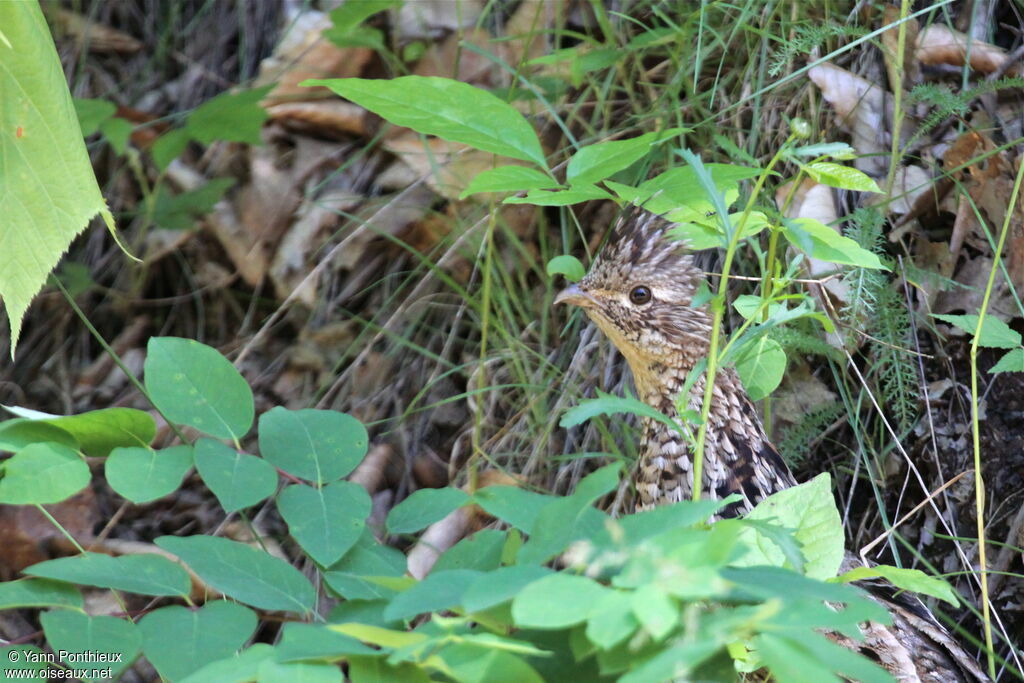 Ruffed Grouseadult breeding