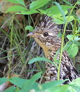 Ruffed Grouse