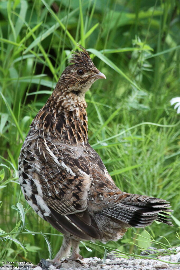 Gélinotte huppéeadulte nuptial, identification