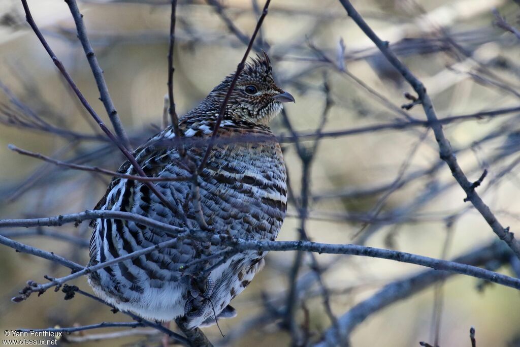 Ruffed Grouse