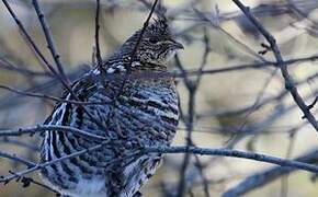 Ruffed Grouse