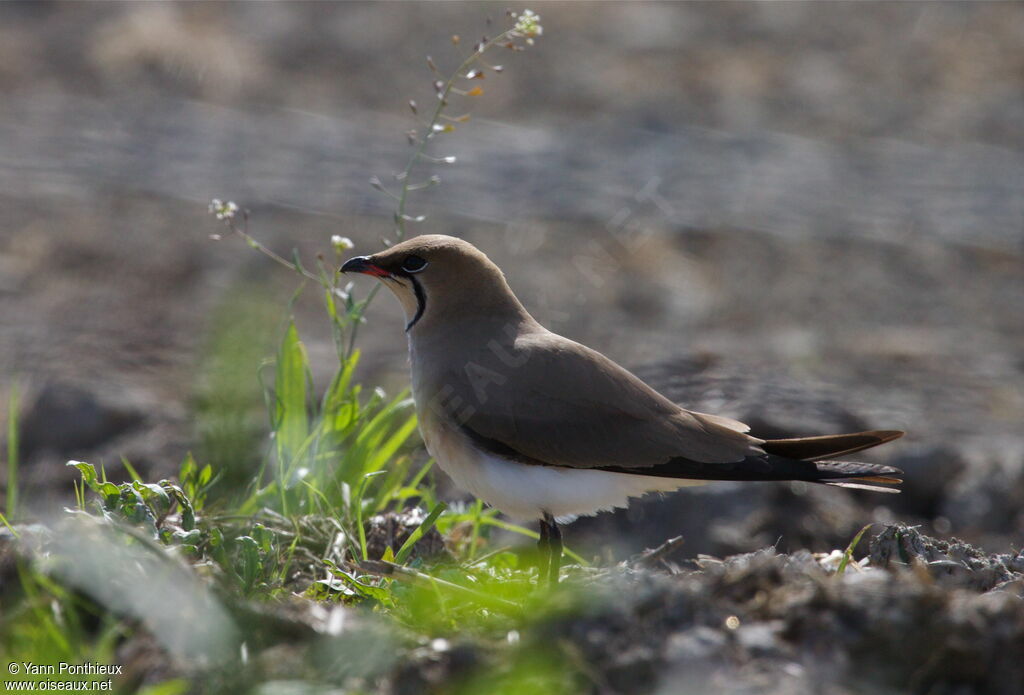 Collared Pratincole