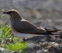 Collared Pratincole