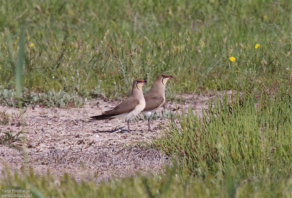 Collared Pratincoleadult breeding