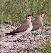 Collared Pratincole