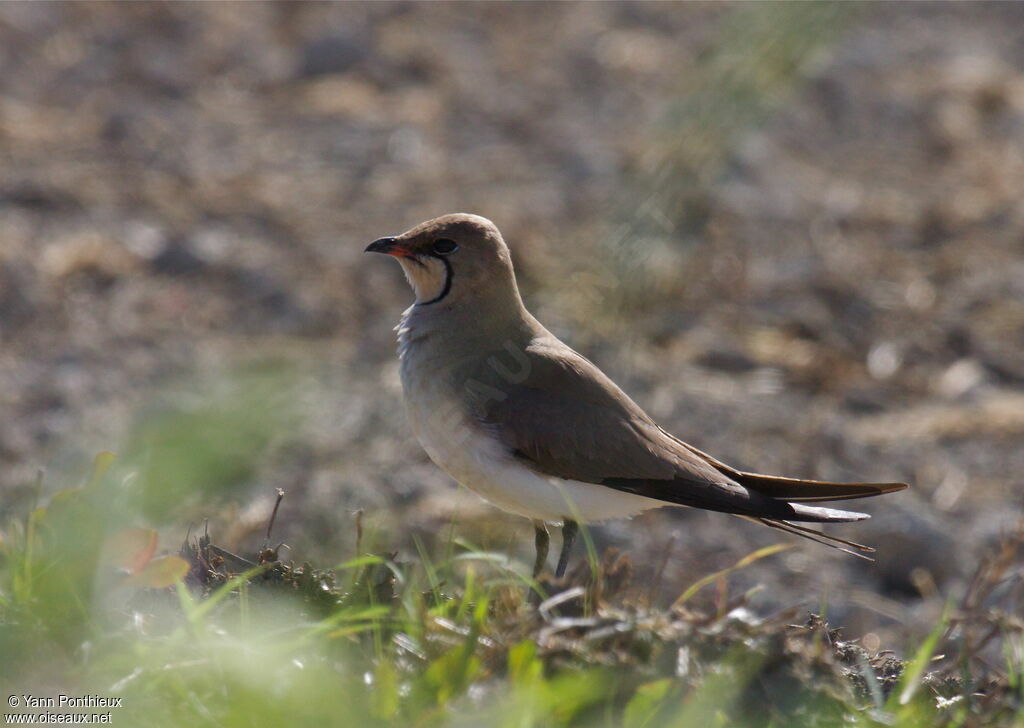 Collared Pratincole