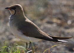 Collared Pratincole