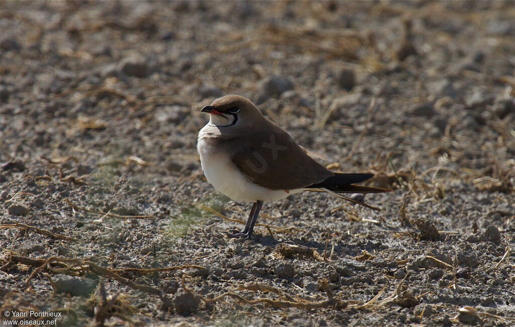 Collared Pratincole