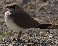 Collared Pratincole