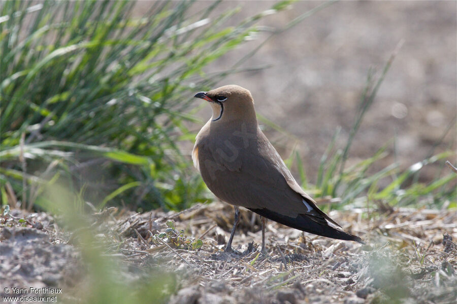 Collared Pratincole