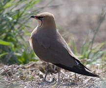 Collared Pratincole