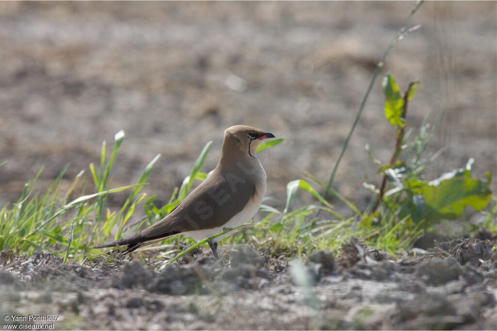 Collared Pratincole