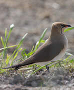 Collared Pratincole