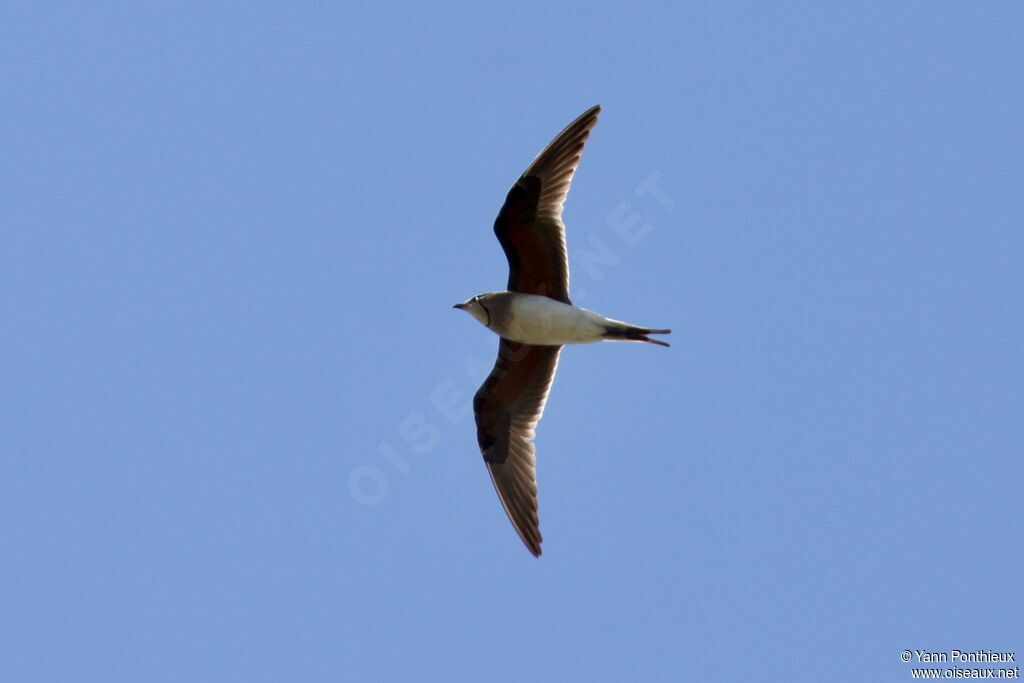 Collared Pratincole