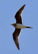 Collared Pratincole