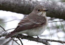 Spotted Flycatcher