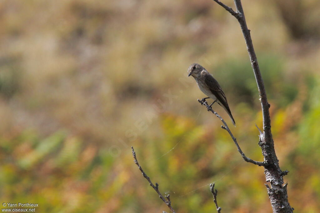 Spotted Flycatcher