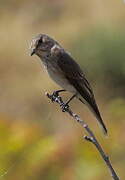 Spotted Flycatcher