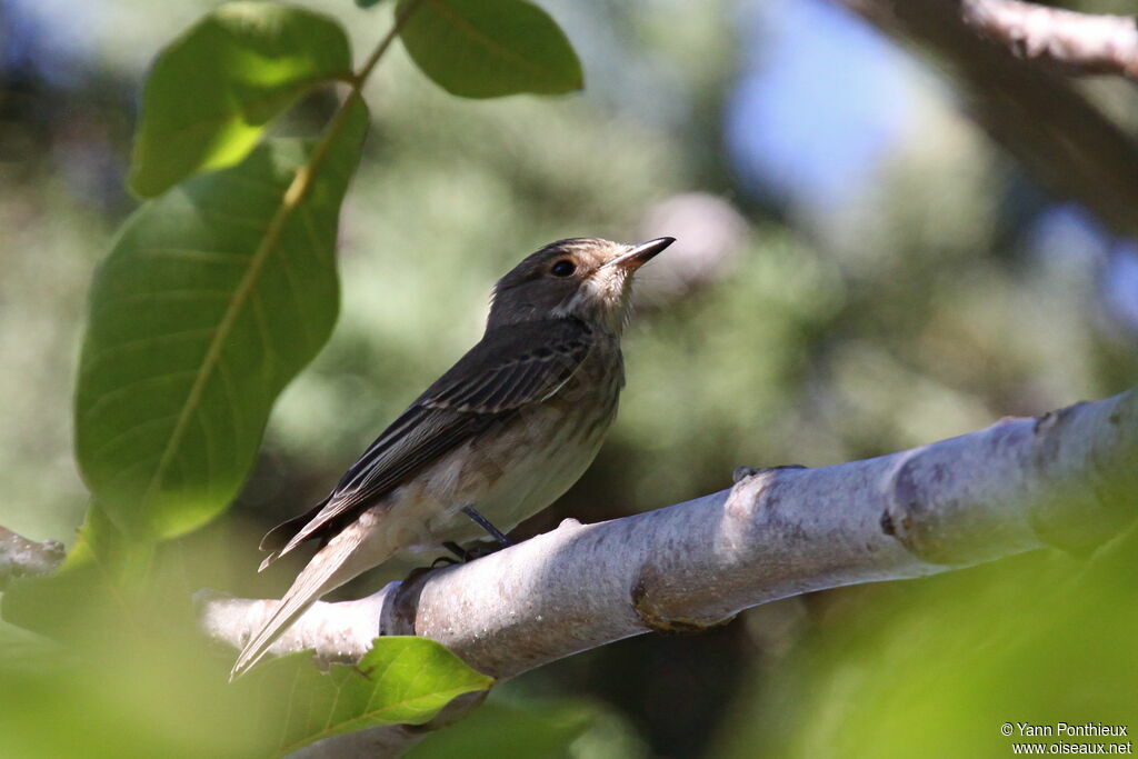 Spotted Flycatcher