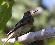 Spotted Flycatcher