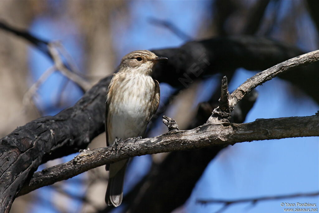 Spotted Flycatcher