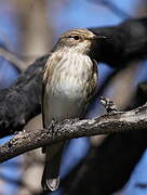 Spotted Flycatcher