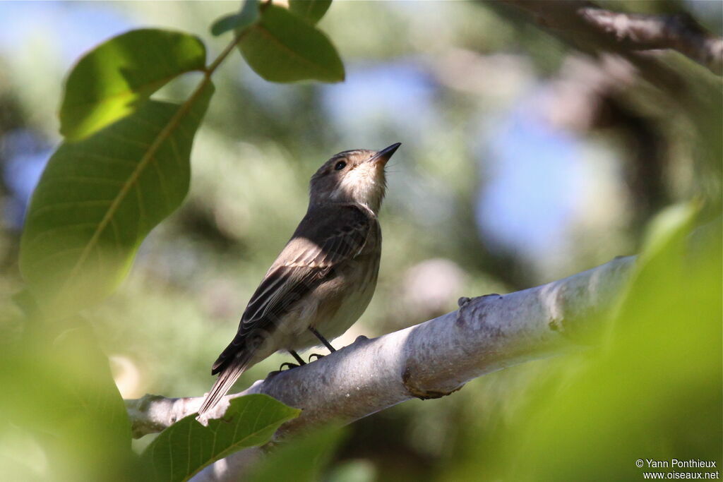 Spotted Flycatcher