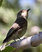 Spotted Flycatcher