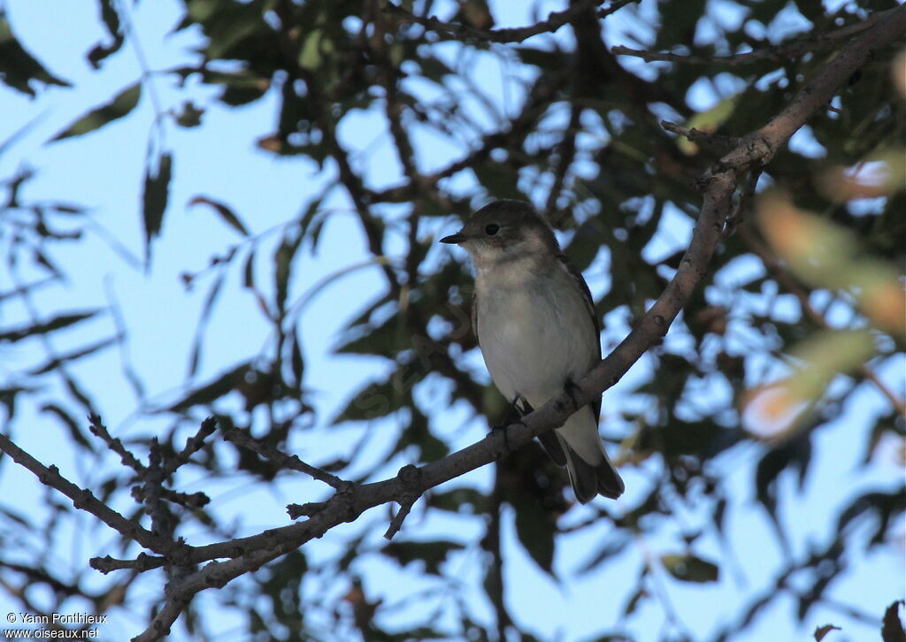 European Pied Flycatcher female adult