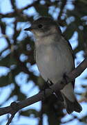 European Pied Flycatcher