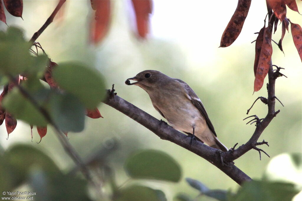 European Pied Flycatcher