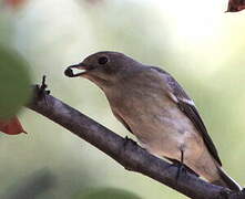 European Pied Flycatcher