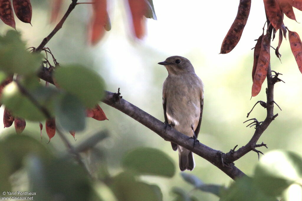 European Pied Flycatcher