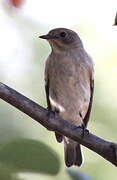 European Pied Flycatcher