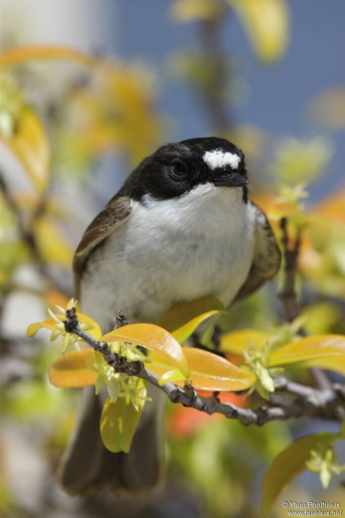 European Pied Flycatcher