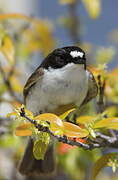 European Pied Flycatcher