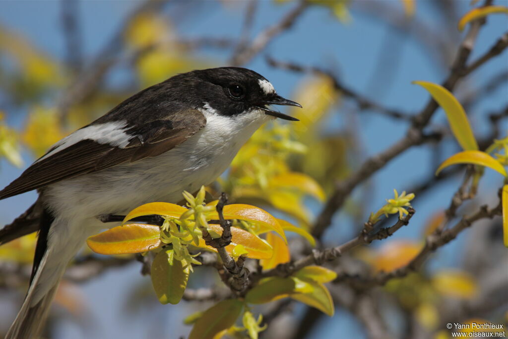 European Pied Flycatcher