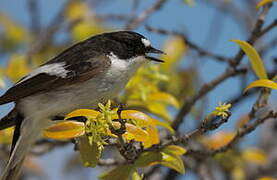 European Pied Flycatcher