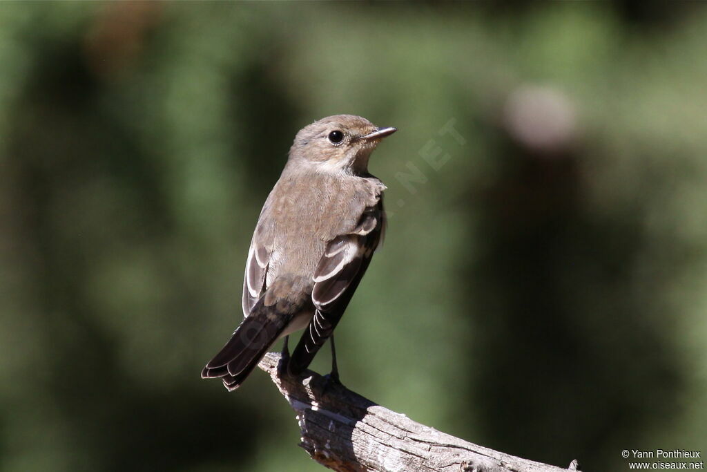 European Pied Flycatcher