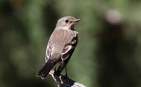 European Pied Flycatcher