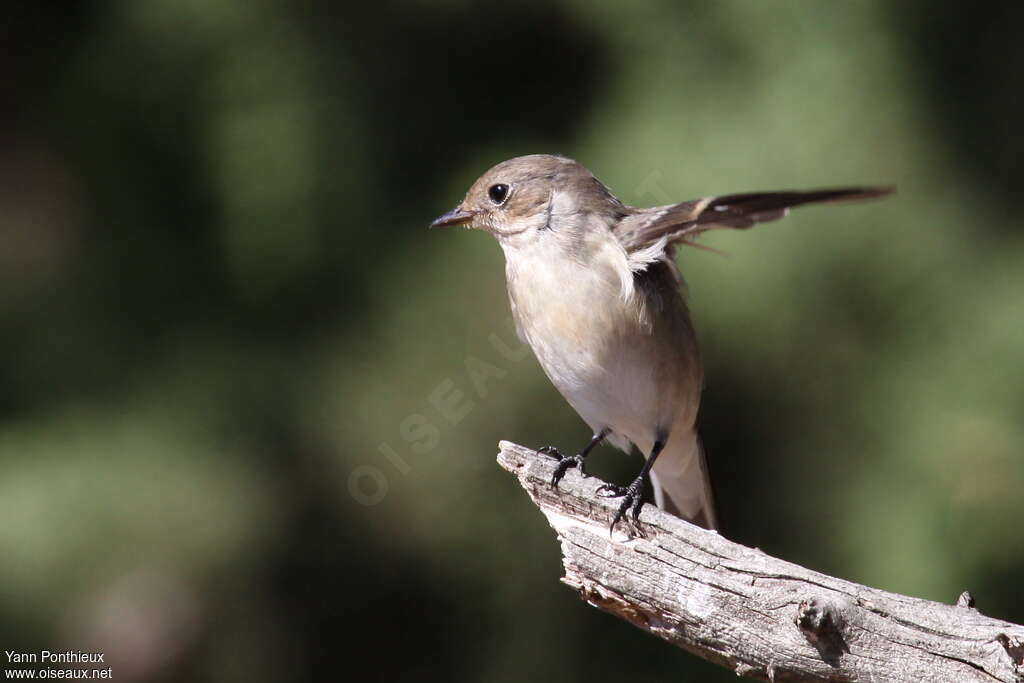 European Pied Flycatcher female adult, Behaviour