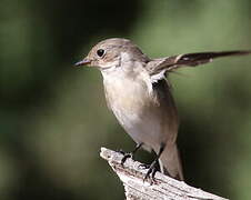 European Pied Flycatcher