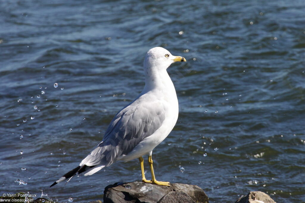 Ring-billed Gulladult