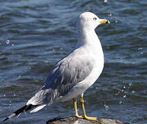 Ring-billed Gull