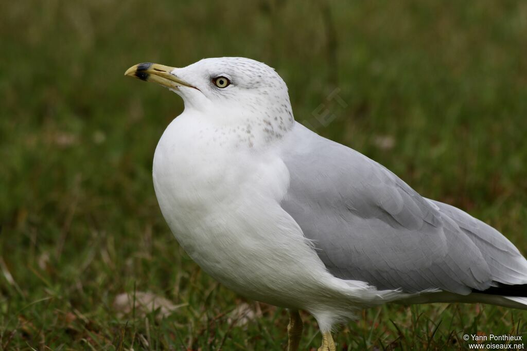 Ring-billed Gull