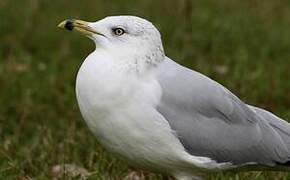 Ring-billed Gull