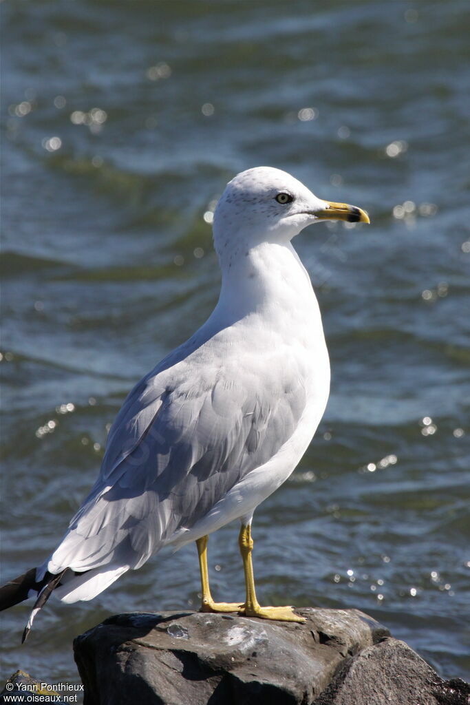 Ring-billed Gulladult