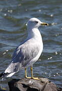 Ring-billed Gull